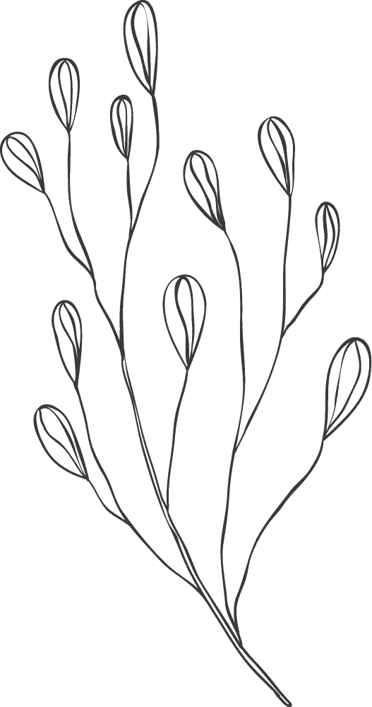 Illustration einer stilisierten Pflanze mit Blütenknospen.